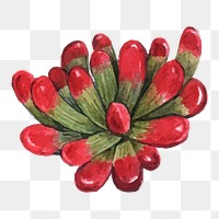 Jelly bean plant succulent png watercolor
