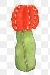 Moon cactus hand drawn png