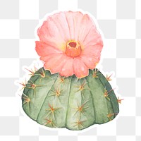 Chin cactus watercolor sticker png