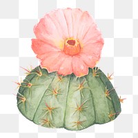 Chin cactus hand drawn png