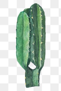 Euphorbia ingens cactus watercolor png