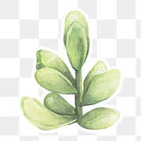 Succulent watercolor sticker png