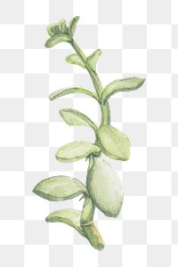 Watercolor senecio crassissimus succulent plant png