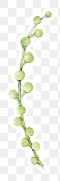 Watercolor string of pearls succulent sticker png