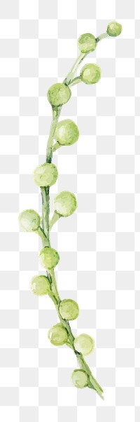 Watercolor string of pearls succulent png