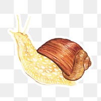 Watercolor crawling snail sticker png