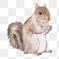 Hand drawn squirrel animal png