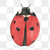Hand drawn ladybird beetle png