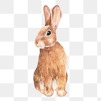 Hand drawn rabbit png