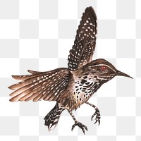 Cactus wren watercolor bird png