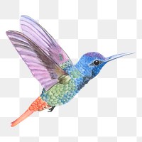 Hand drawn hummingbird transparent png