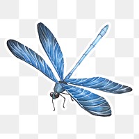 Hand drawn blue dragonfly png sticker