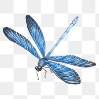 Hand drawn blue dragonfly transparent png