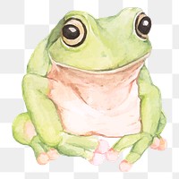 Hand drawn green tree frog png