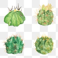 Watercolor cactus png plant illustrations set