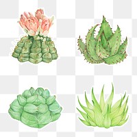 Watercolor succulent sticker png plant set