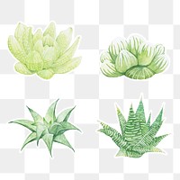 Watercolor succulent sticker png plant set