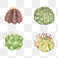 Cactus watercolor sticker png set