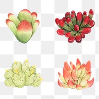 Watercolor succulent sticker png plant set