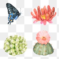 Butterfly and cactus png set