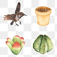 Wren bird and succulent png set