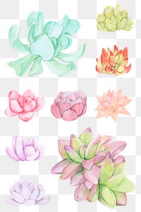 Colorful succulent png sticker set in watercolor