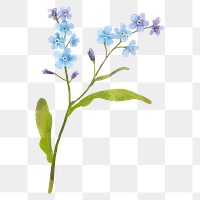 Forget me not flower png sticker hand drawn watercolor
