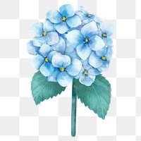 Blooming hydrangea flower sticker png watercolor drawing