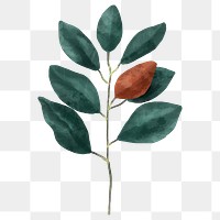 Magnolia leaf sticker png botanical drawing clipart