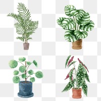 Botanical png watercolor plant set