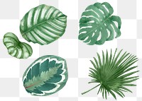 Botanical png watercolor plant set