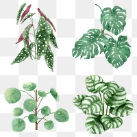 Tropical png watercolor plant set