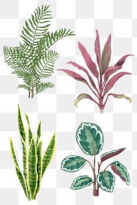 Botanical png watercolor plant set