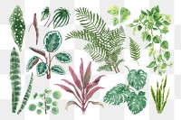 Watercolor botanical png plant set