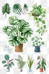 Png watercolor plant botanical set