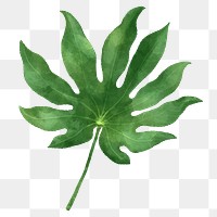Aralia leaf png watercolor botanical