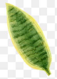 Png snake plant watercolor leaf botanical