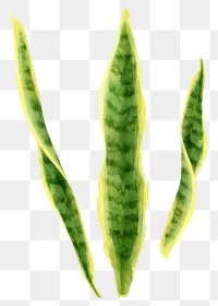 Snake plant png watercolor leaf botanical