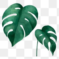Watercolor png split leaf philodendron