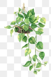 Png devil&#39;s ivy watercolor leaf botanical
