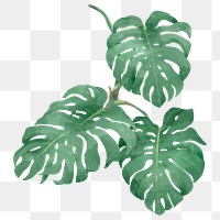 Png watercolor philodendron leaf tropical