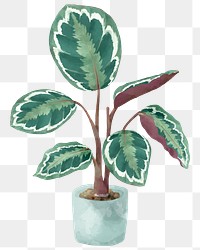 Png rose painted calathea watercolor botanical