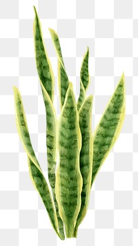 Png snake plant watercolor leaf botanical