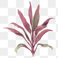 Png cordyline fruticosa watercolor leaf botanical