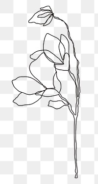 Png flower single line in hand drawn style