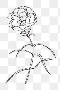 Png rose flower line drawing