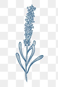 Lavender png flower collage element, blue botanical clipart