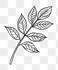 Black leaf png clipart, vintage botanical illustration
