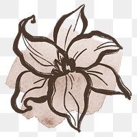 Lily png line art, pastel watercolor brushstroke design on transparent background