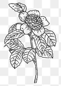 Botanical line art design png, hand drawn clip art, transparent background